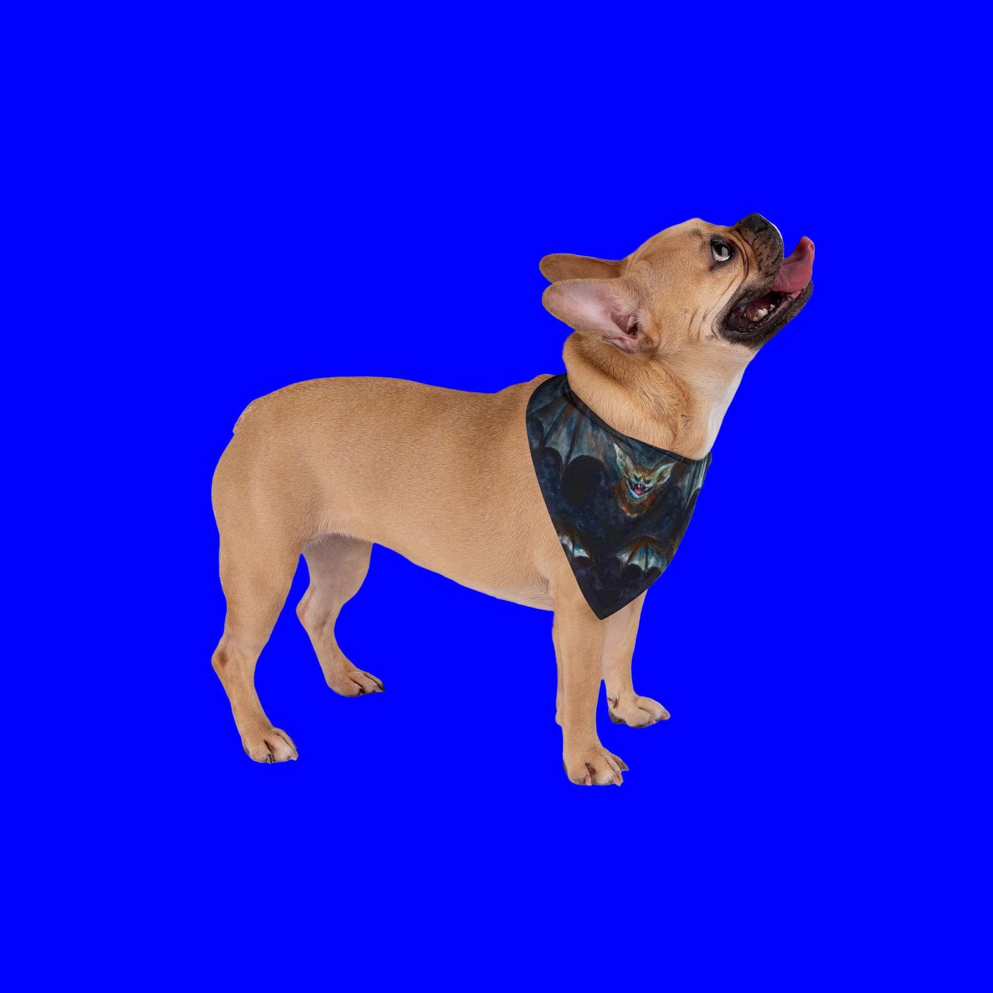 Dog wearing a bandana with a cat pattern on a blue background
