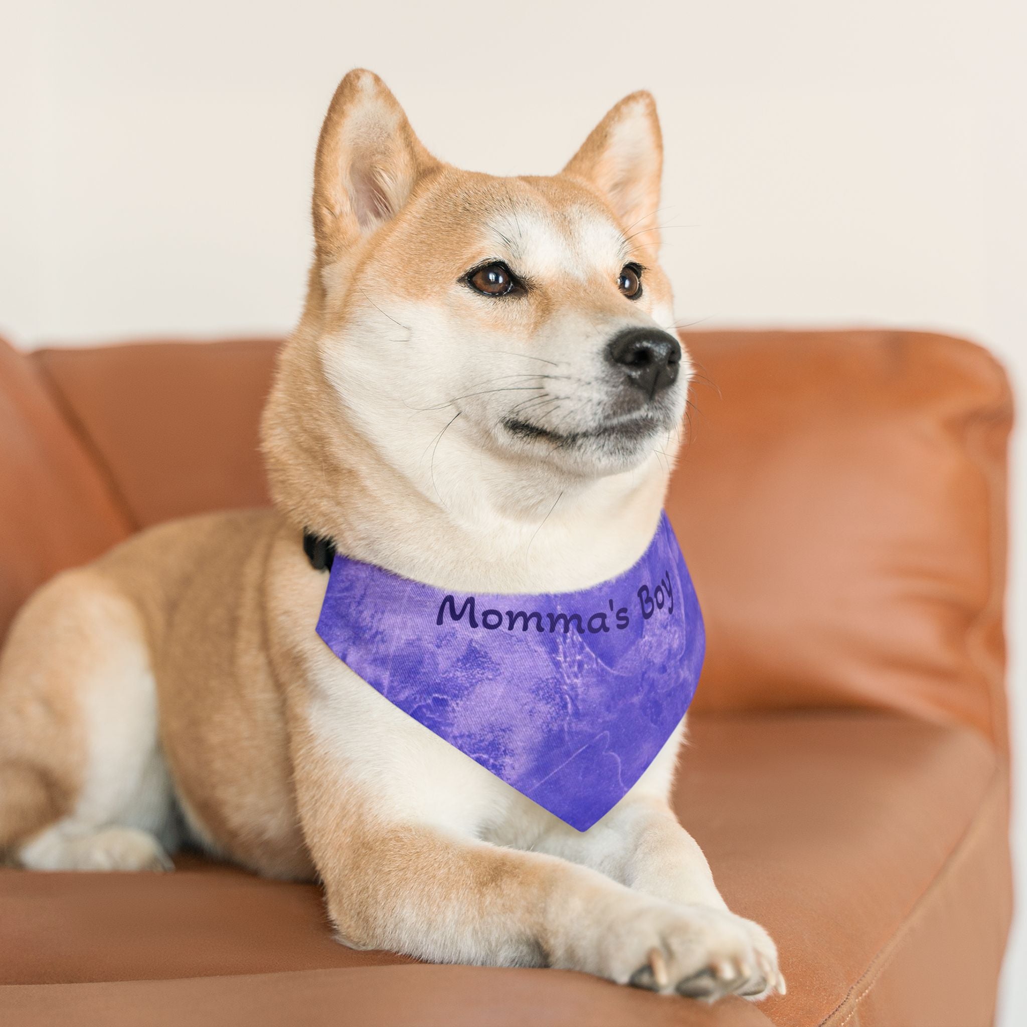 Dog wearing a purple bandana with 'Momma's Boy' text on a brown couch.